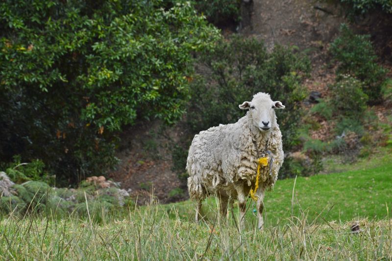 белая овца смотрит в камеру