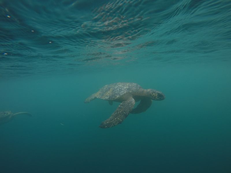 Морская черепаха в воде