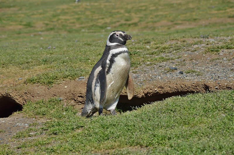 Пингвин вблизи