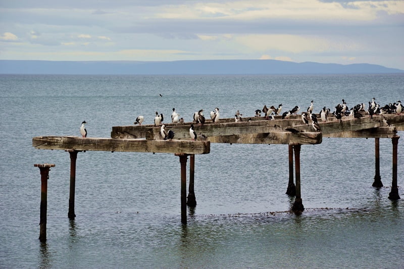 Птицы в Магеллановом проливе