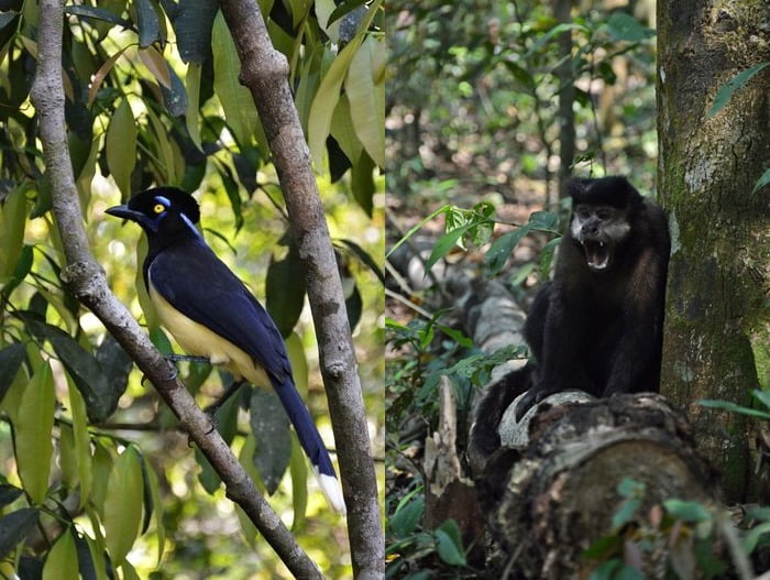 птица и обезьяна в тропическом лесу