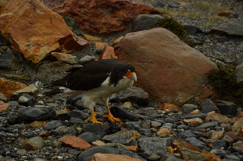 Мокрый орел / Wet eagle