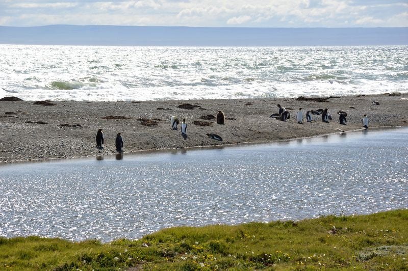 Колония пингвинов на берегу Бахии Инутил