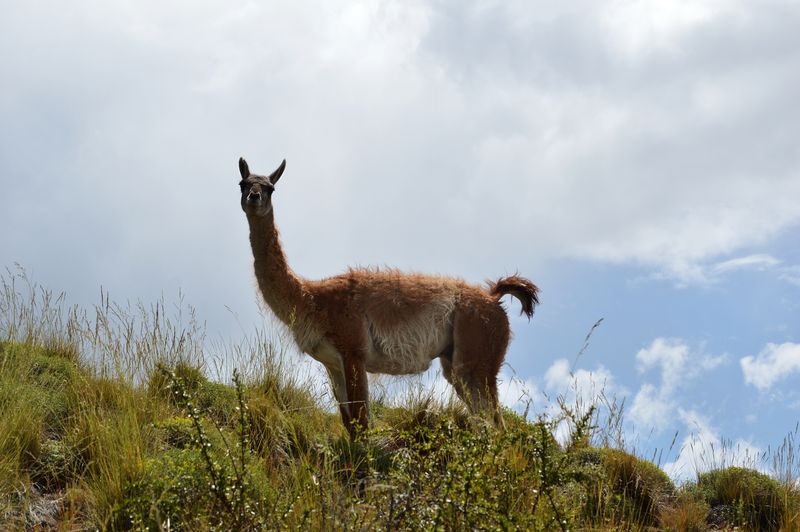 гуанако, чилийская Патагония
