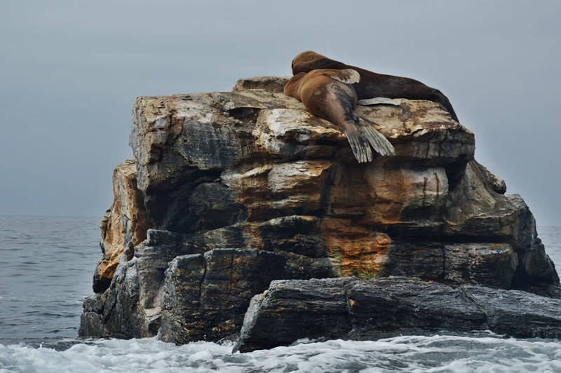 Наблюдение за дикими животными в чили — морские львы