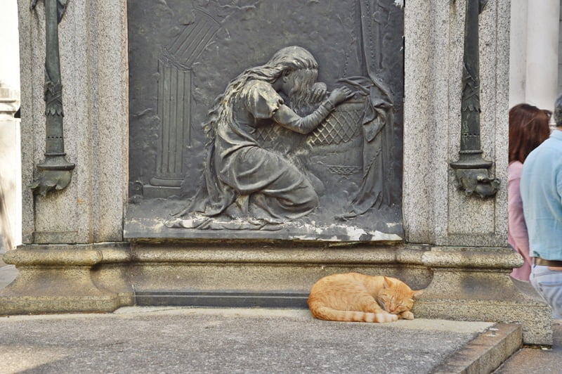 кот спит у погребального памятника