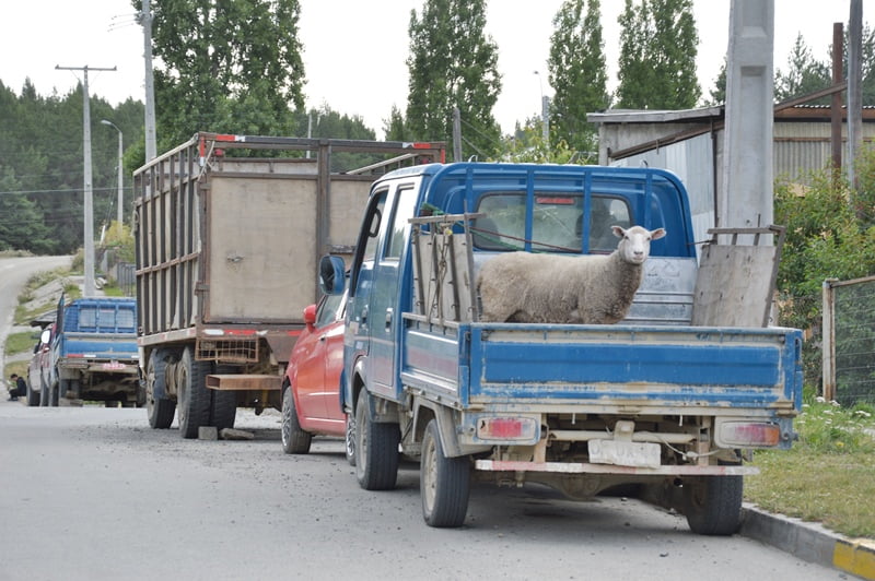 Овца в багажнике машины