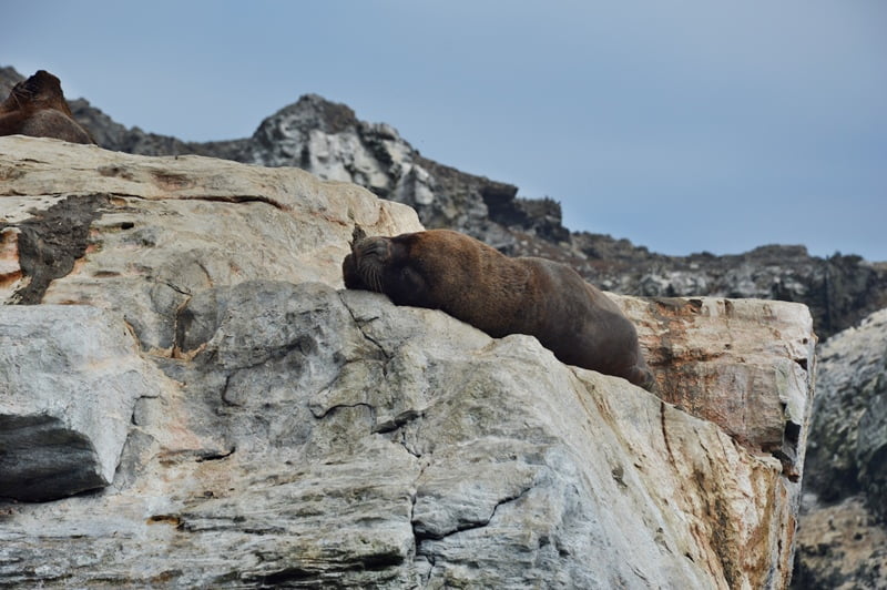 Морской лев лежит на скале