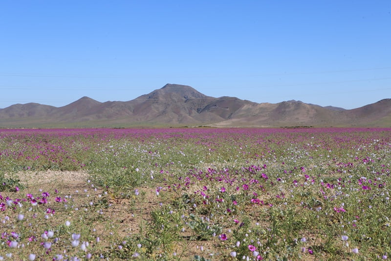 Цветение пустыни Атакама в Чили