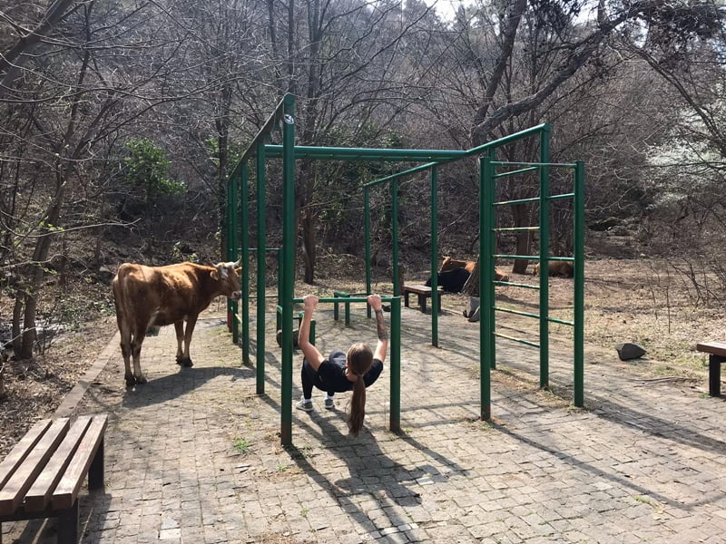 Коровы на спортивной площадке