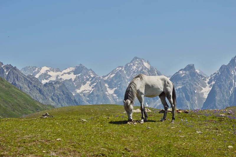 белая Лошадь на фоне заснеженных вершин