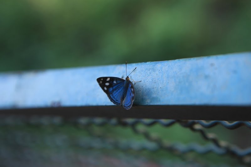 Бабочка Парагвай