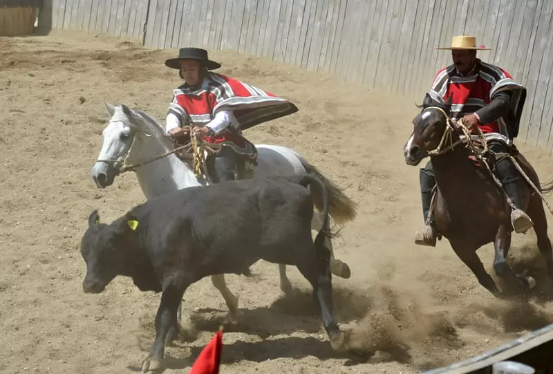 A huaso on horseback trying to drive a bull towards the fence on a Chilean rodeo competition 
