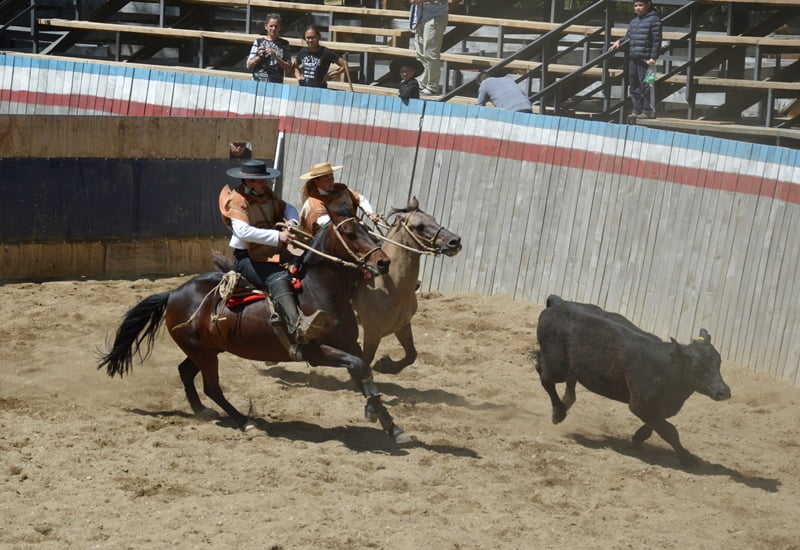 Chilean rodeo in action
