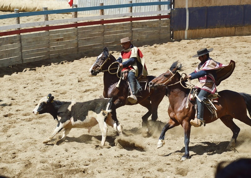Два наездника в погоне за теленком / A group of huasos gathering around a bull in the arena at a Chilean rodeo competition