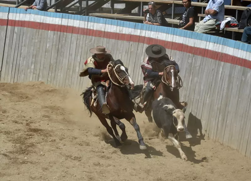 Гаучо на лошадях гонятся за теленком / cowboys on horseback chasing a bull in the arena