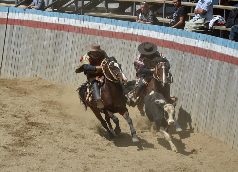 Гаучо на лошадях гонятся за теленком / Two gauchos on the horseback chasing a bull