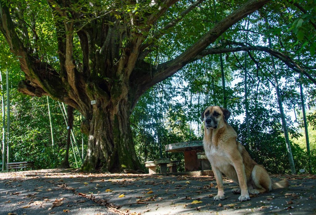 собака под раскидистым деревом