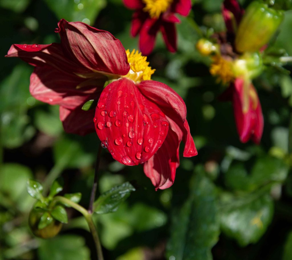 красный цветок после дождя
