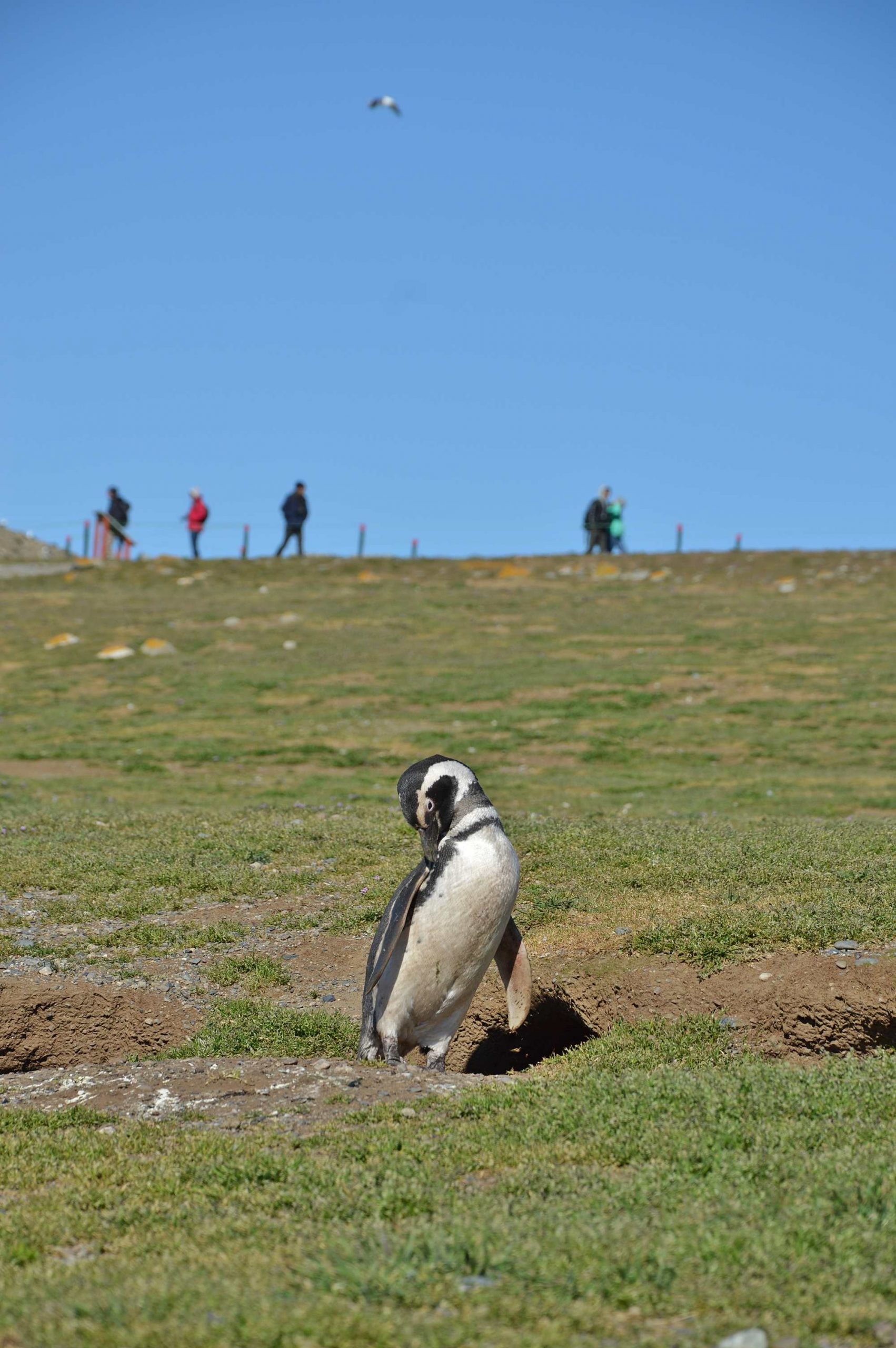 Penguin on the Magdalena island cleaning its plumage