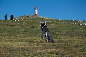 пингвин на фоне маяка