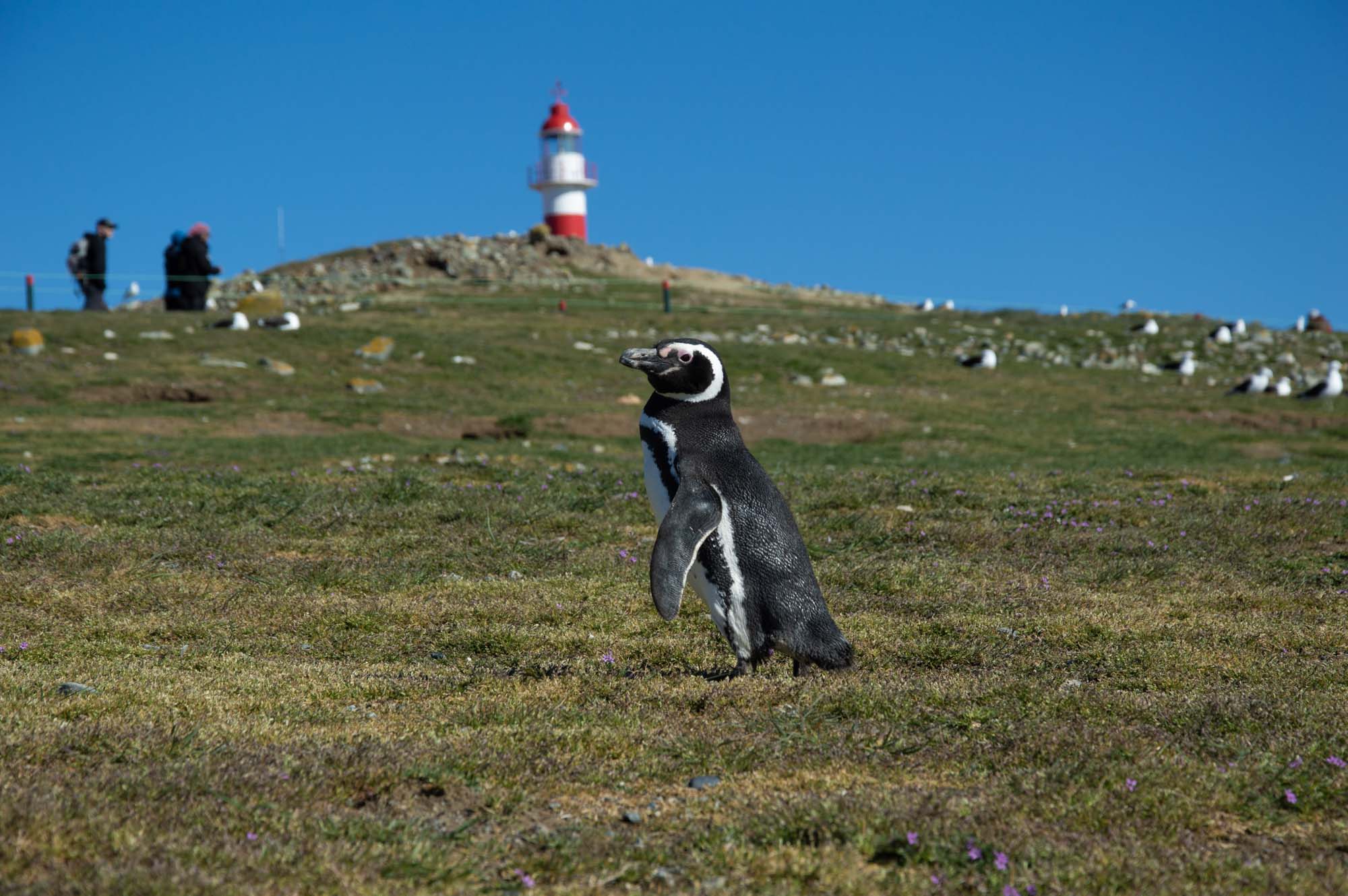 magdalena island penguin tour