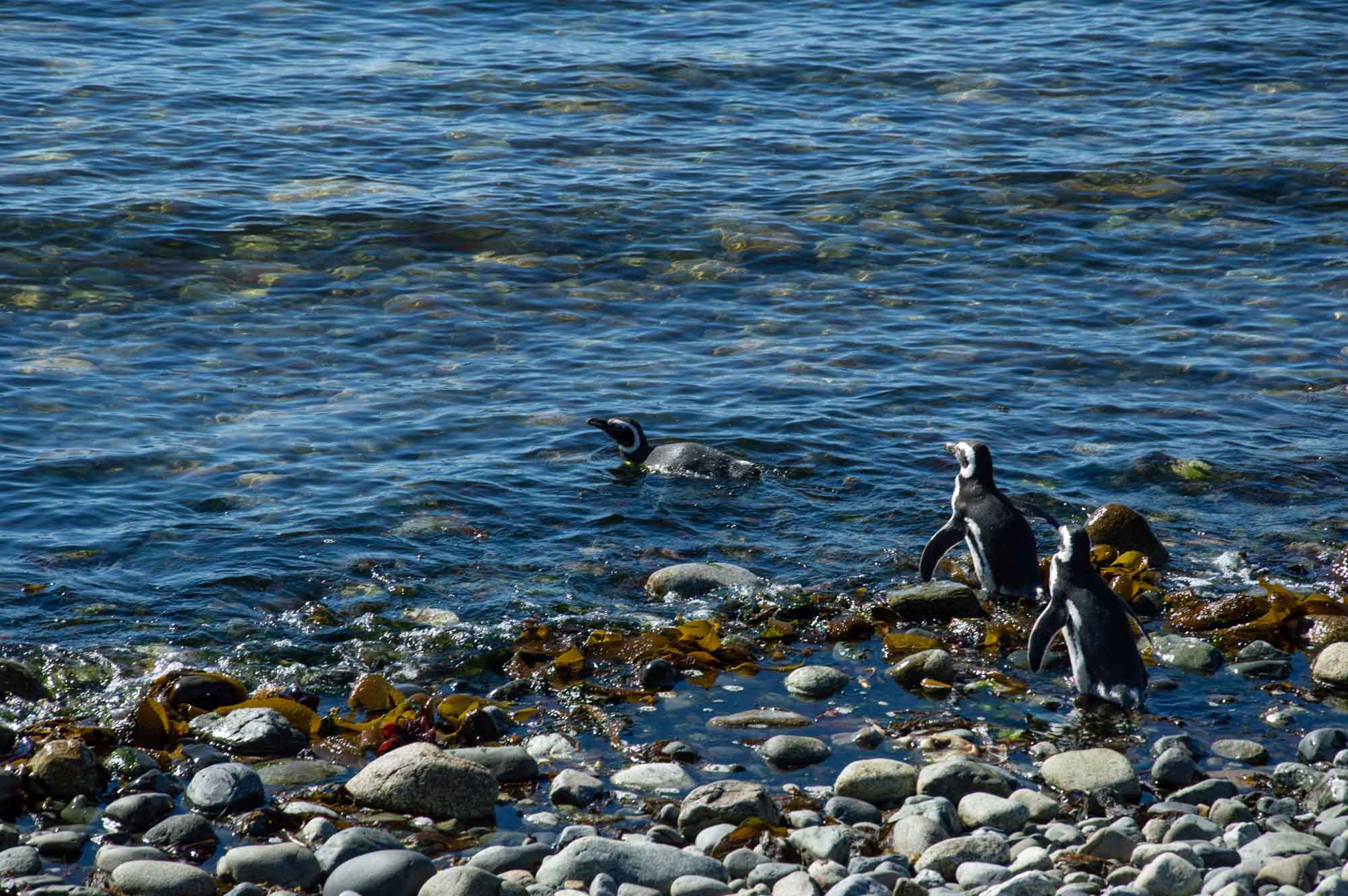 Пингвины плавают в море