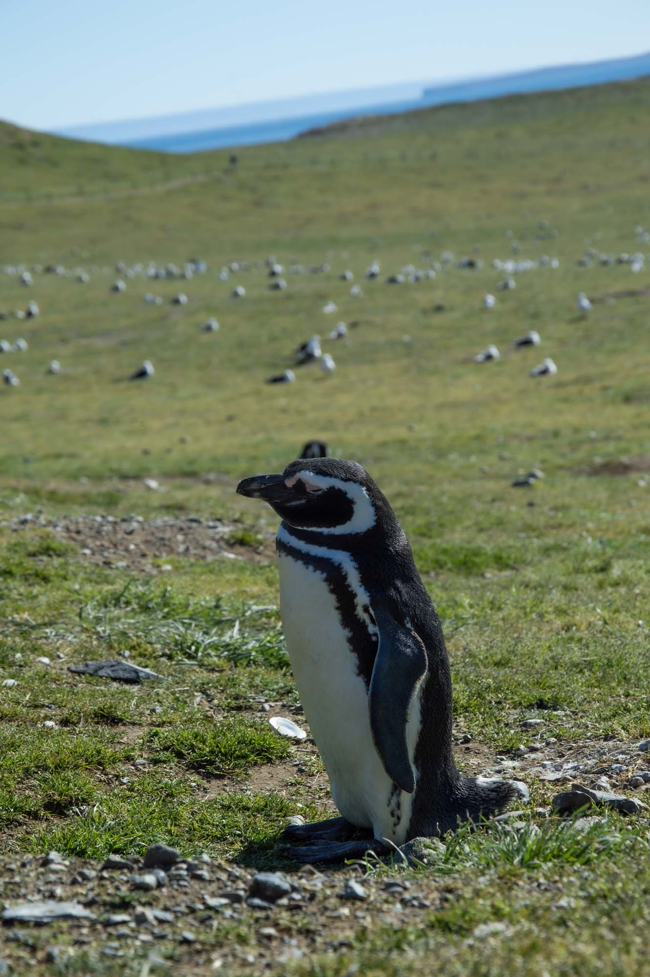 Черно-белое оперение магелланова пингвина