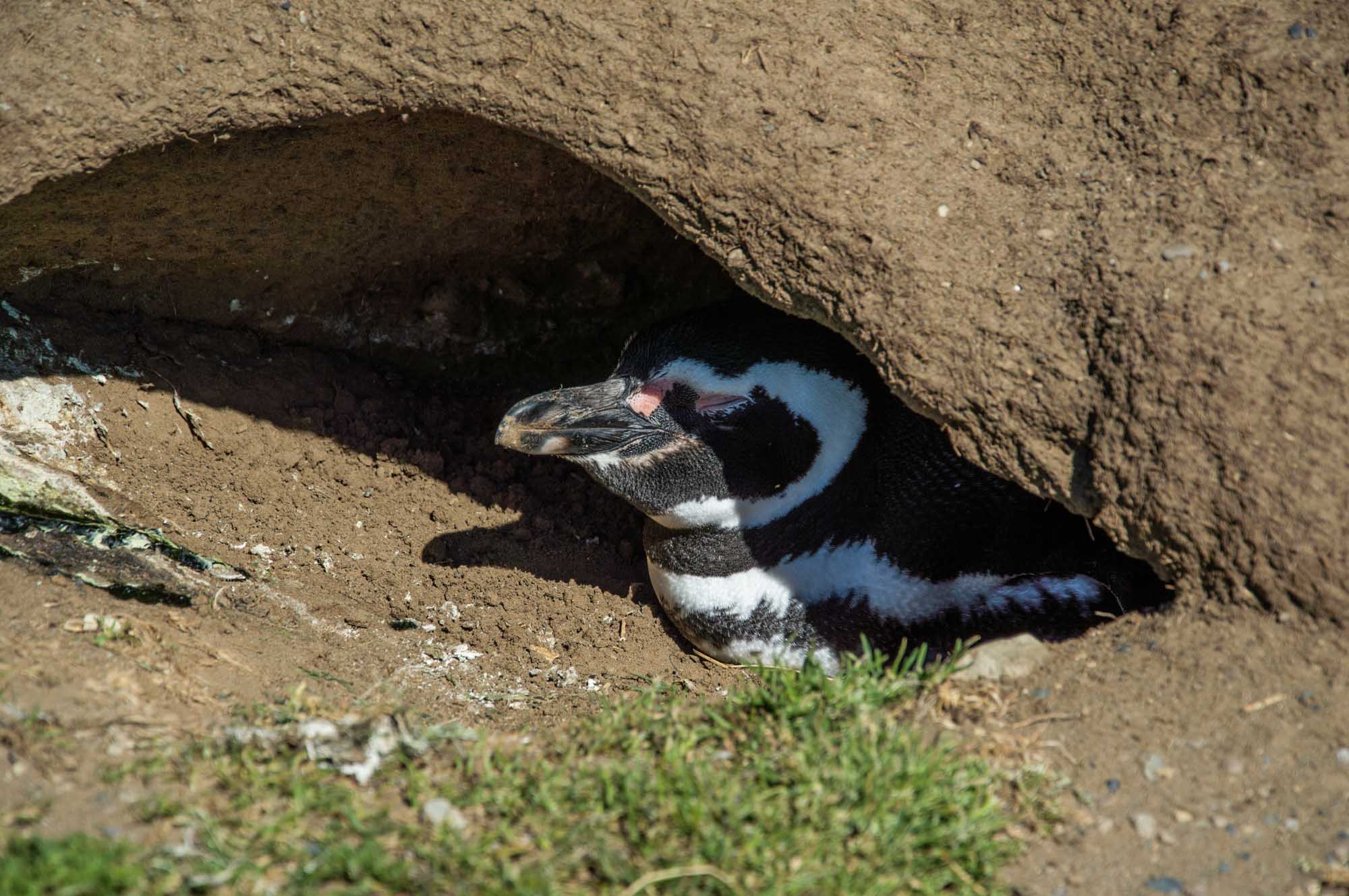 Magdalena Island Пингвины живут в норах