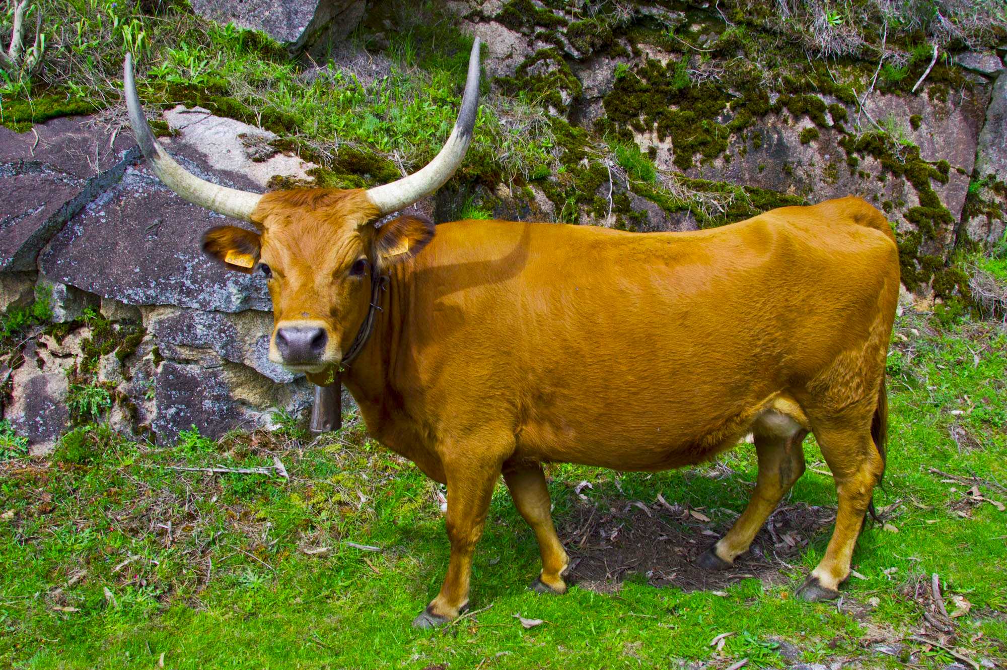 Корова с длинными рогами