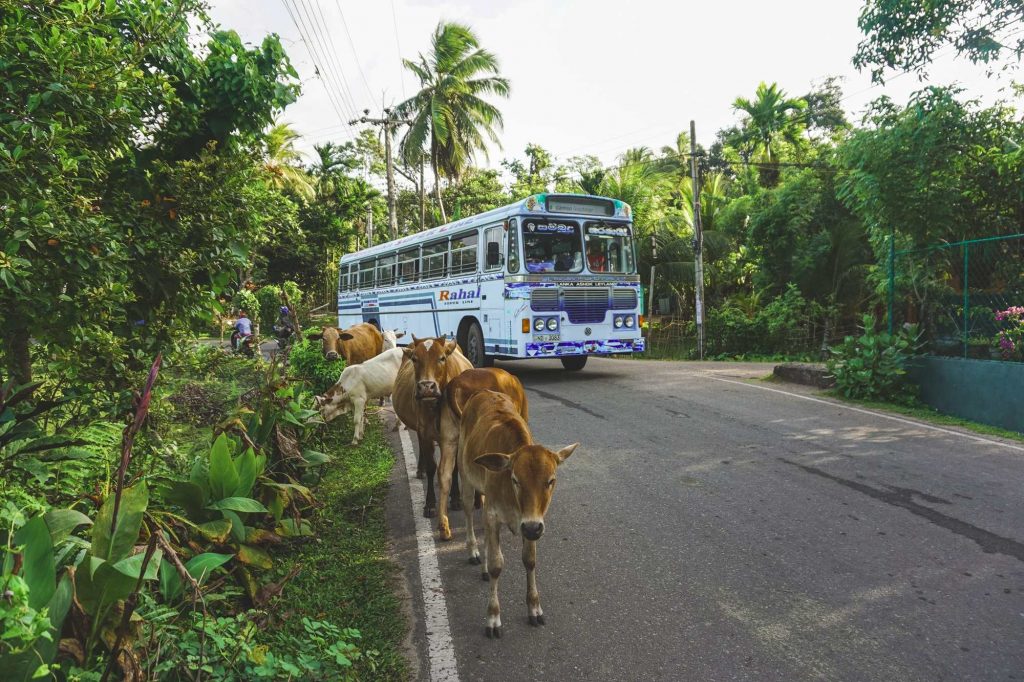 Автобус в Азии и коровы