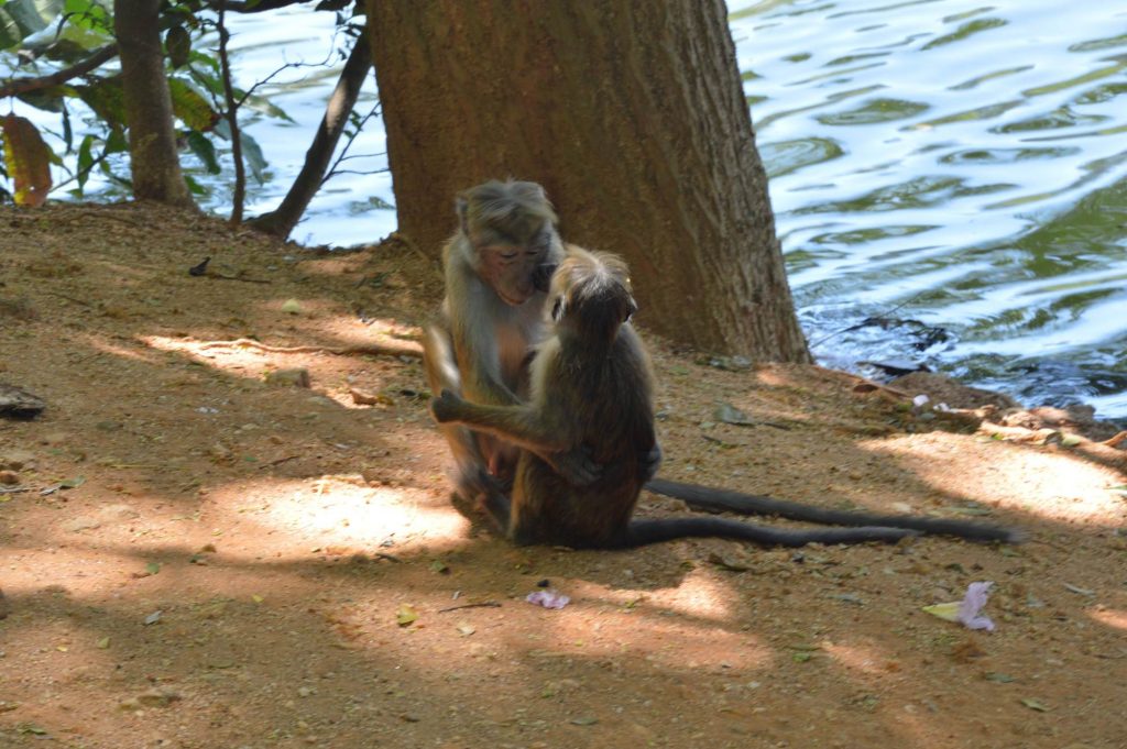 обезьяны обнимаются