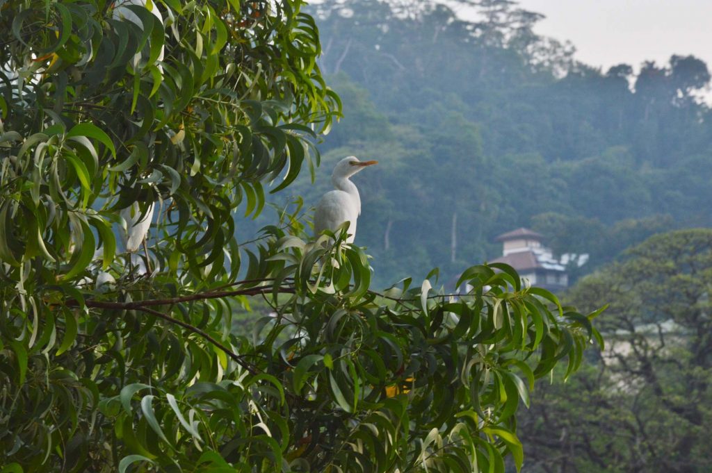 Белая птица сидит на ветвях дерева