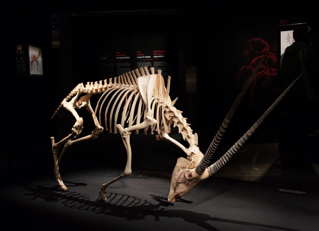 Скелет - выставка Животные наизнанку