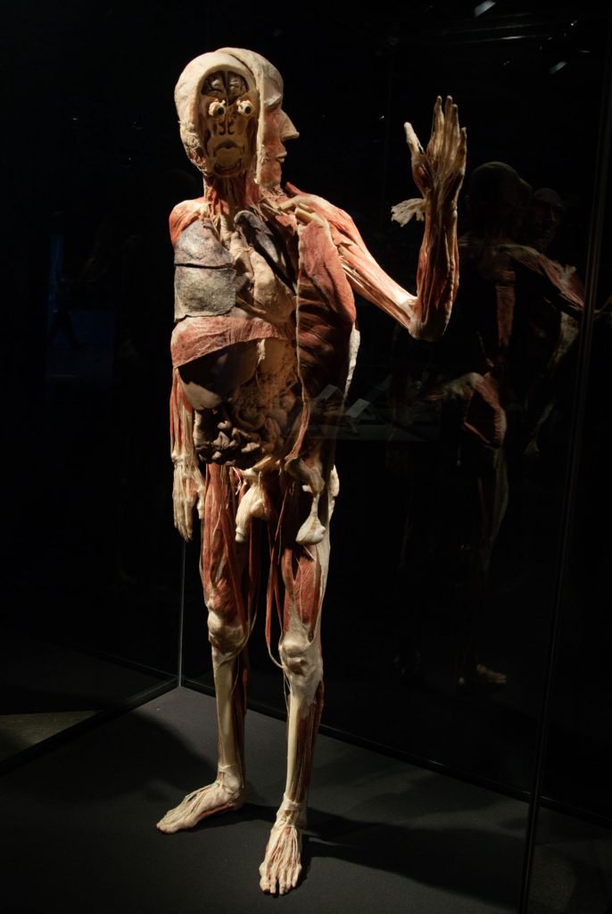 Анатомия человека на выставке Животные наизнанку