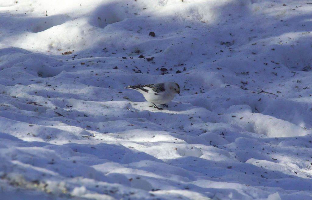 Белая птица на снегу