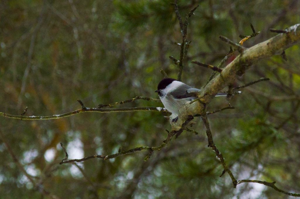 Птица буроголовая гаичка - Лапландия