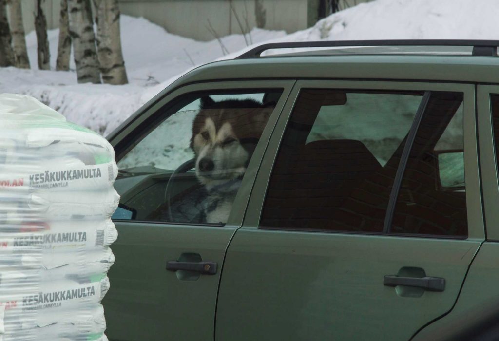 Собака на водительском сидении