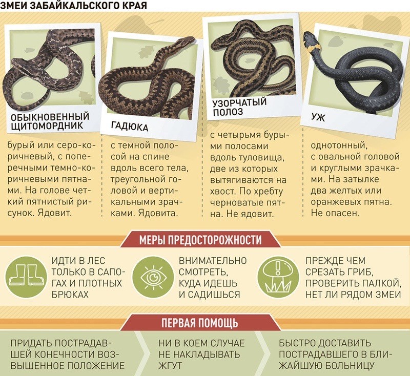 Змеи Кыргызстана