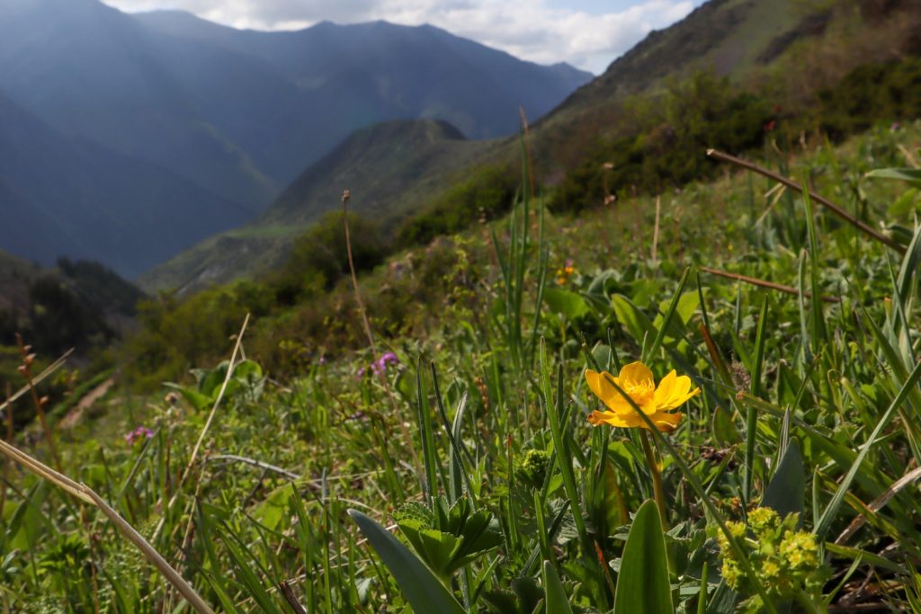 Желтый цветок на фоне гор