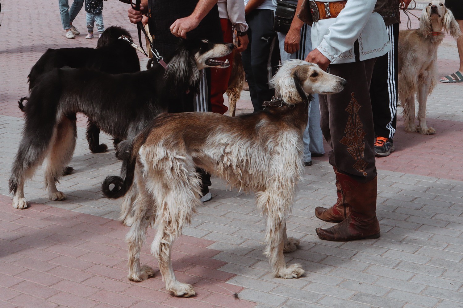Борзая собака Киргизия
