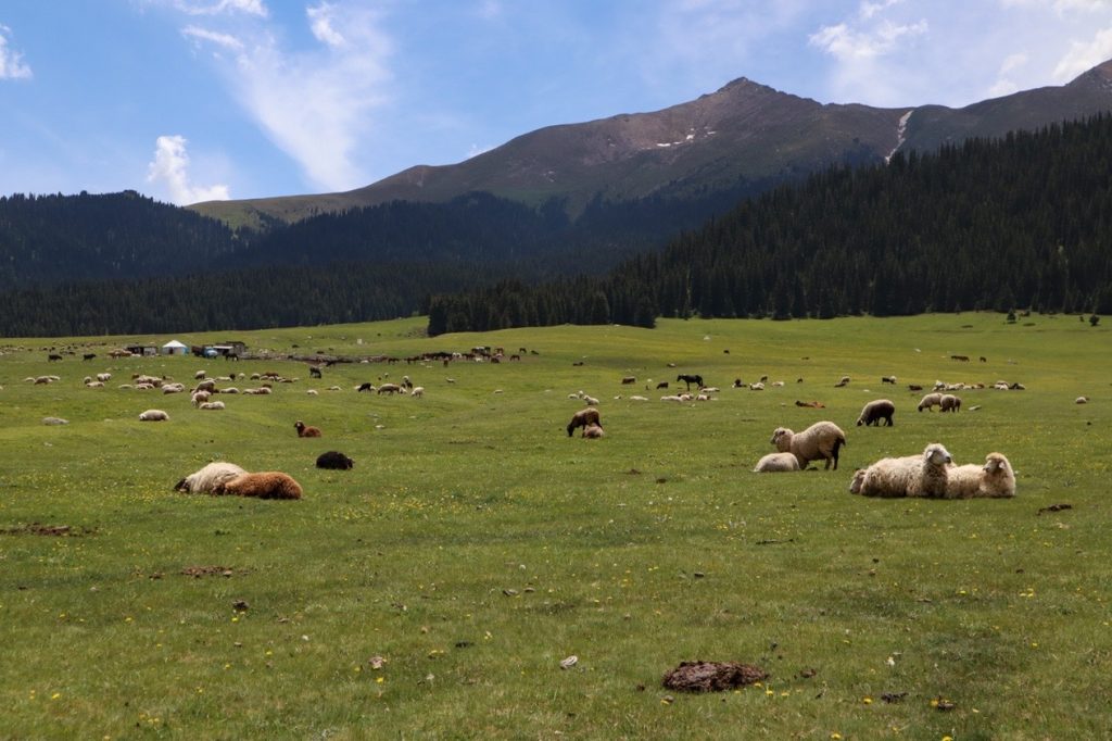 Отара овец — Григорьевское и Семеновское ущелья