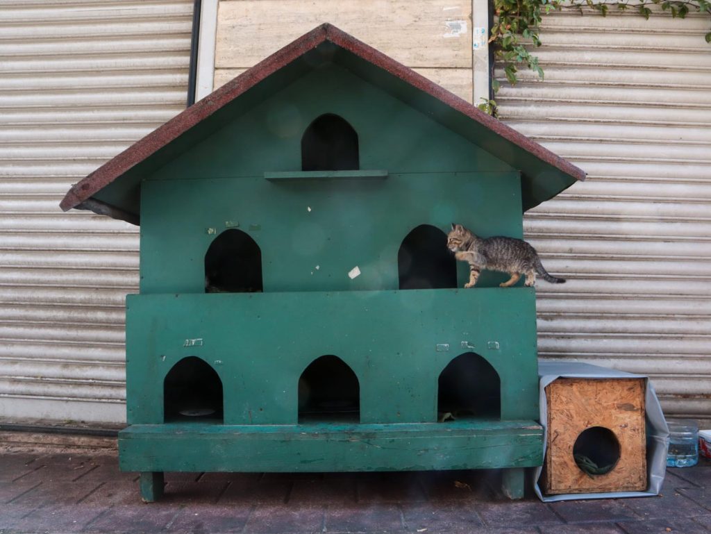 Зеленый дом для кошек