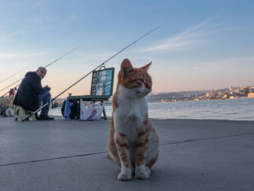 Кот и рыбак
