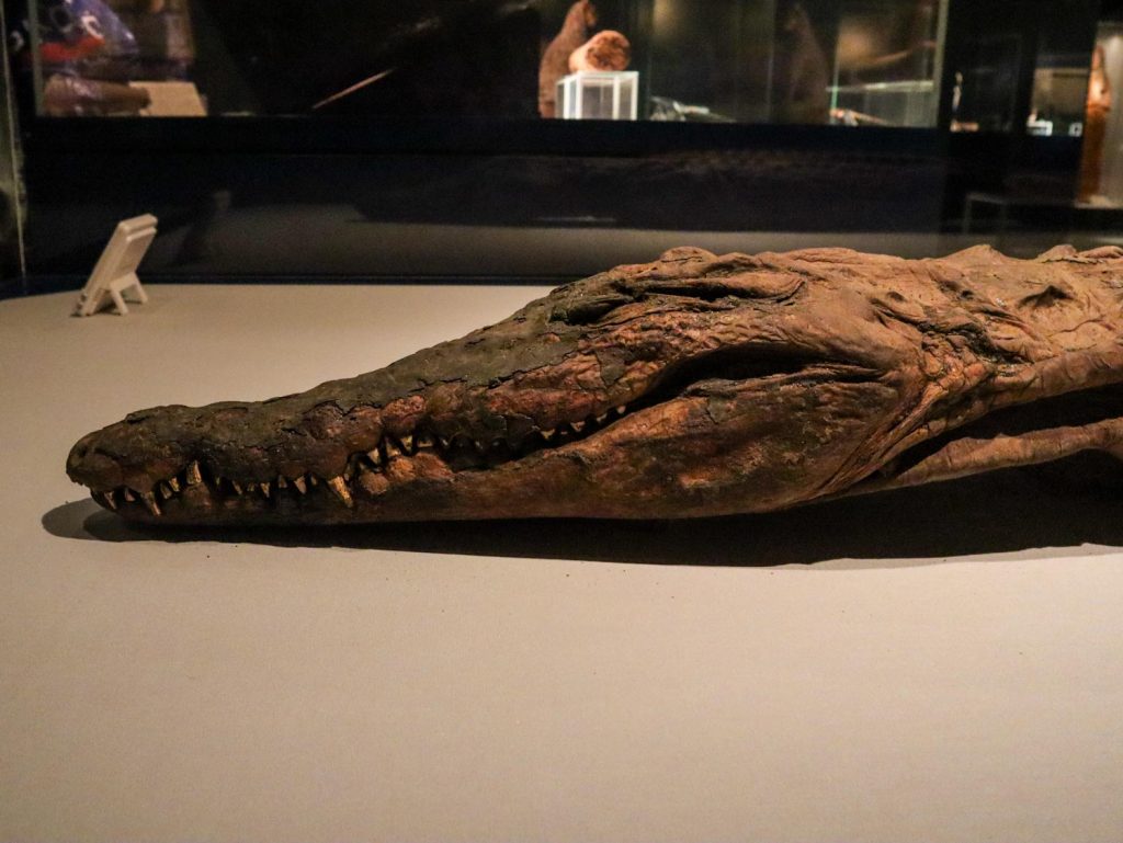 голова мумифицированного крокодила