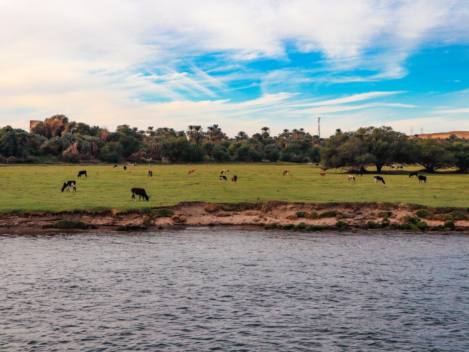 Horses feeding on the banks of the river