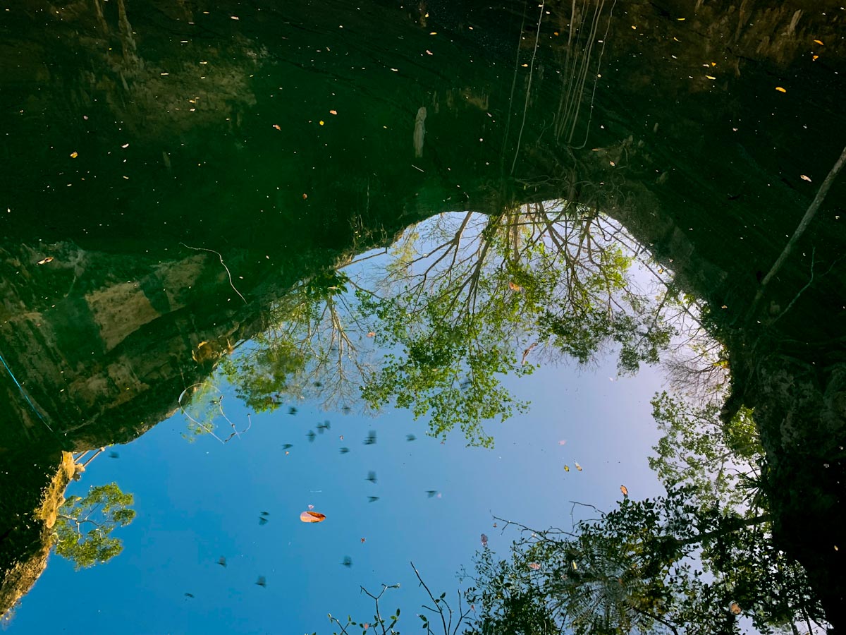 отражение птиц в воде