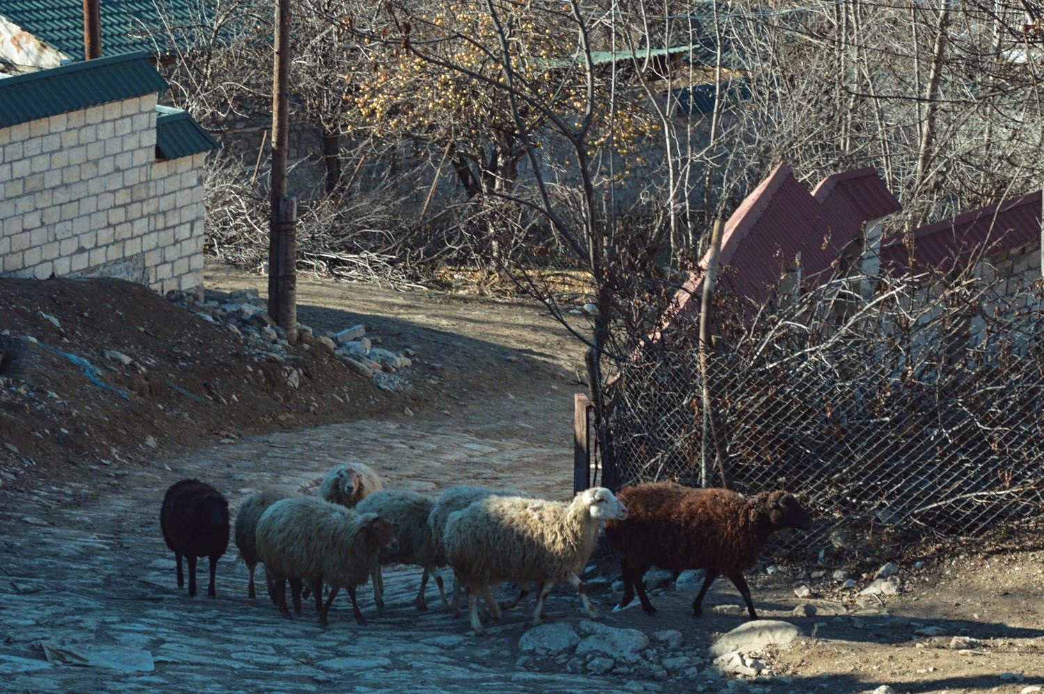 Овцы в азербайджанской деревне