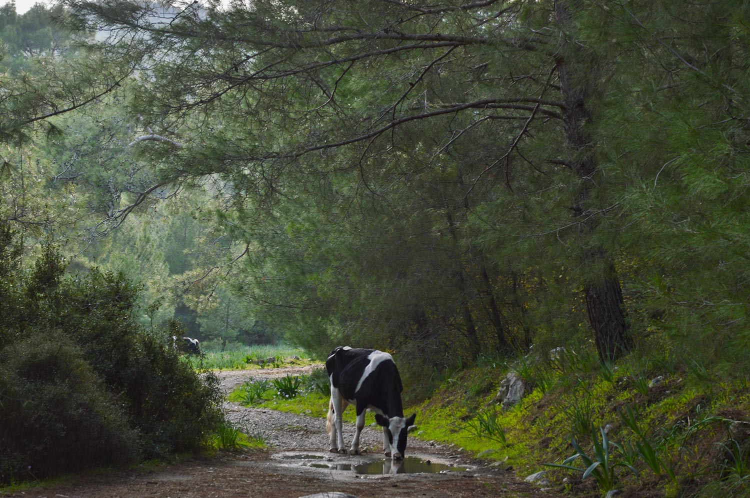 Корова пьет воду из лужи в зеленом лесу