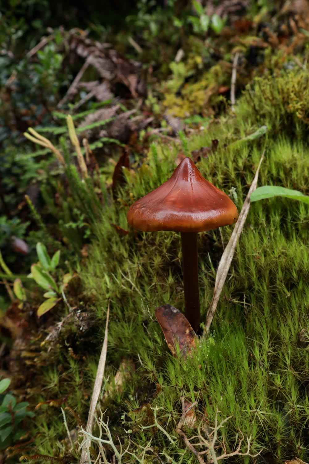 Коричневый гриб в облачном лесу